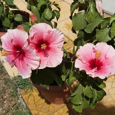 Anna's House 2 Pszakúdia