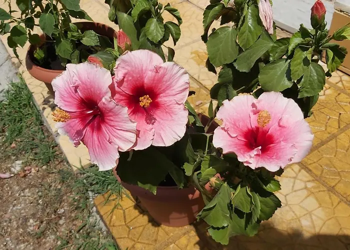 Anna's House 2 Psakoudia